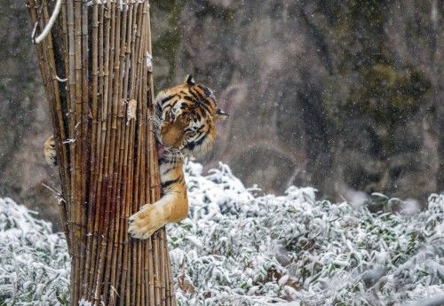A tiger clutches a stack of bamboo in the snow at a zoo in Hangzhou