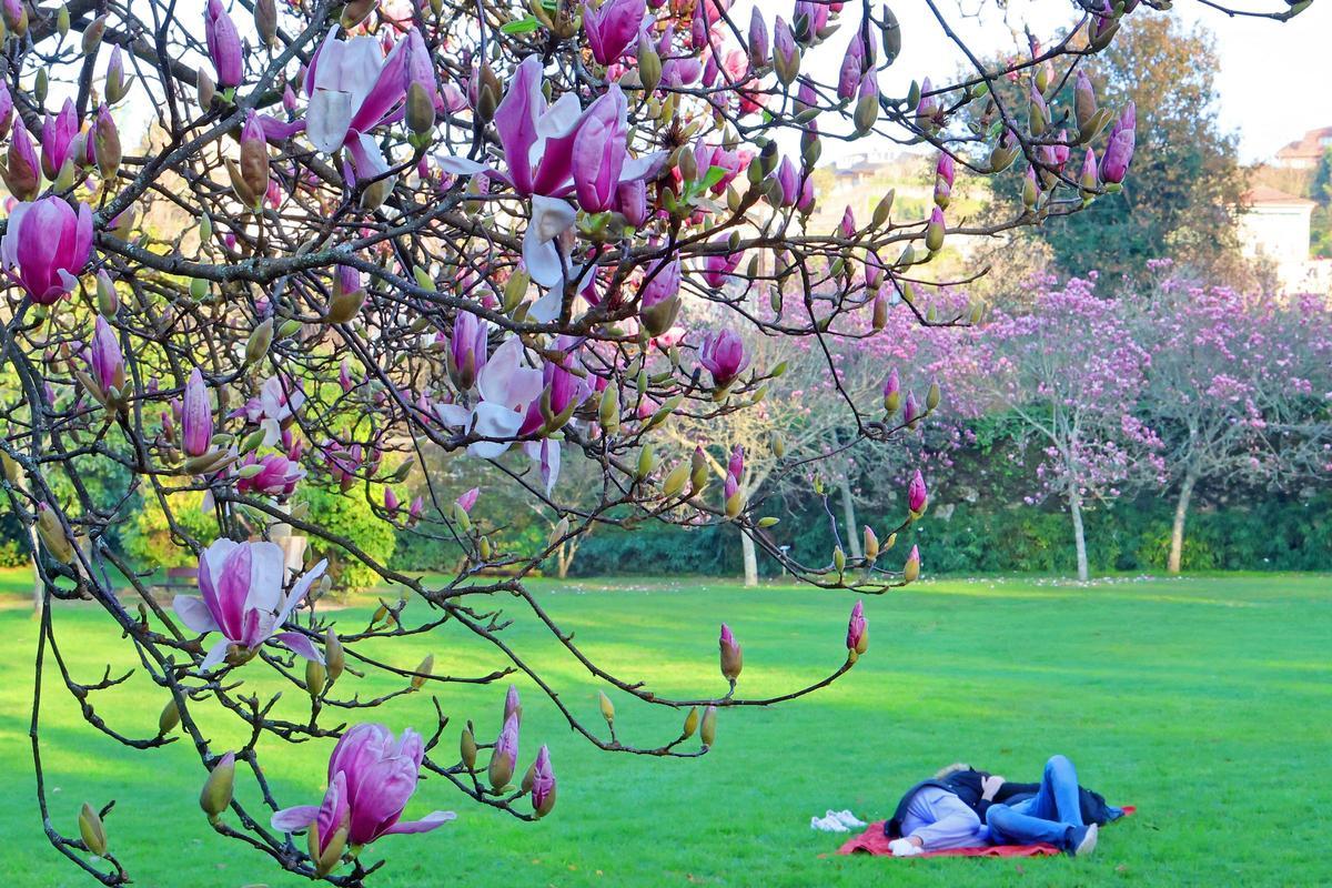 El mayor espectáculo del invierno florece en Castrelos