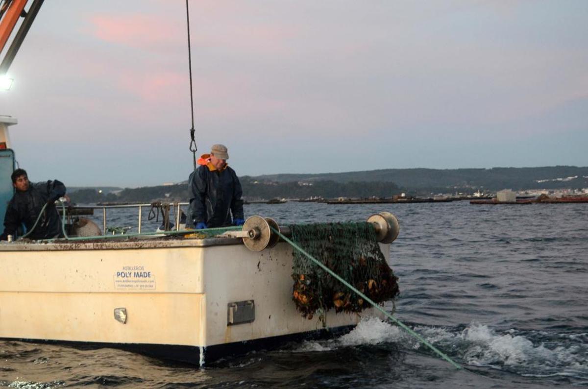 Arranca la temporada de vieira