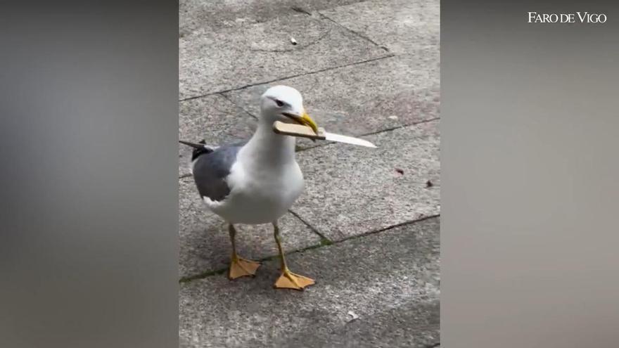 Recordamos el hallazgo de la gaviota navajera en el primer aniversario de este meme vigués