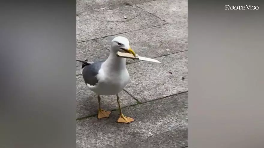 Recordamos el hallazgo de la gaviota navajera en el primer aniversario de este meme vigués
