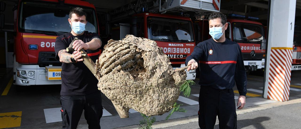 Dos bomberos con el enorme nido de velutina.