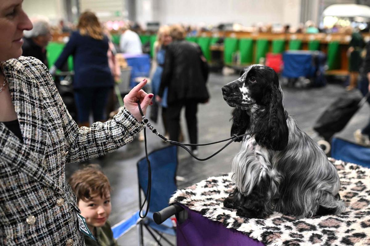 Exposición canina en el Centro Nacional de Exposiciones de Birmingham