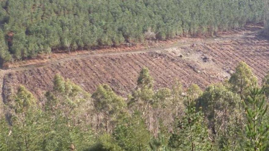 Una de las zonas de Santa Cristina de Cobres donde se realiza la plantación.  // Faro