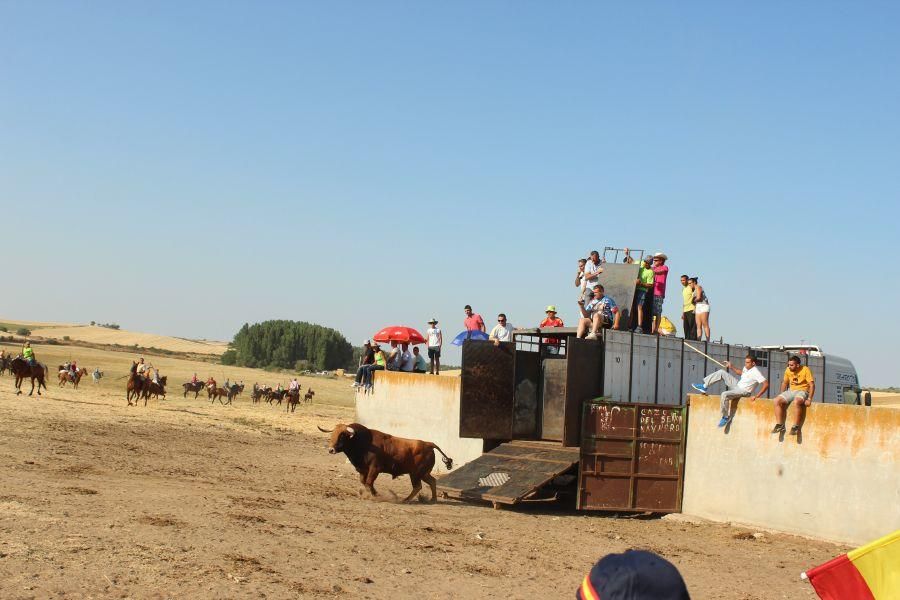 Fiestas en Zamora: Encierro en Argujillo