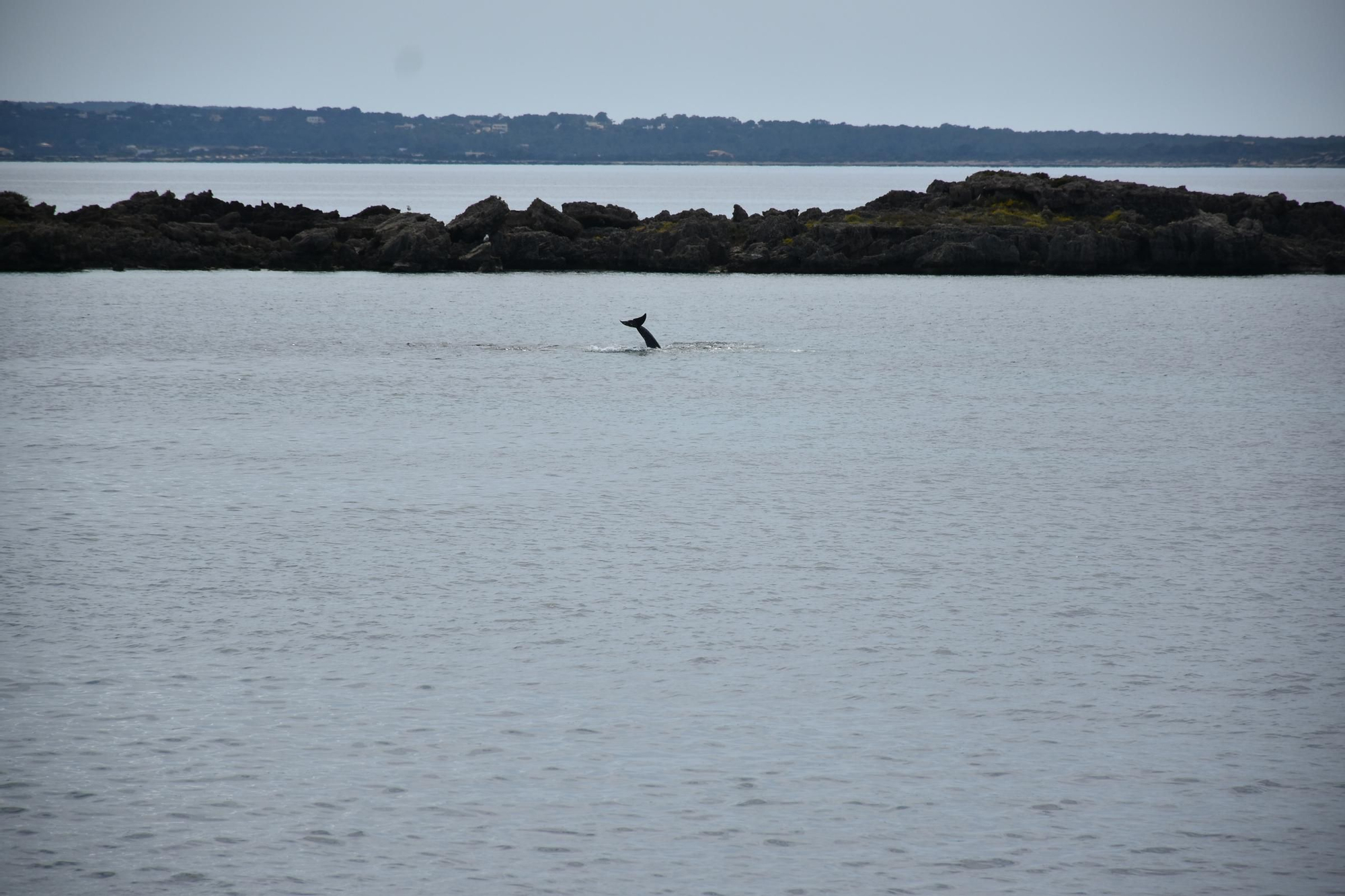 Delfines en  s'Espalmador