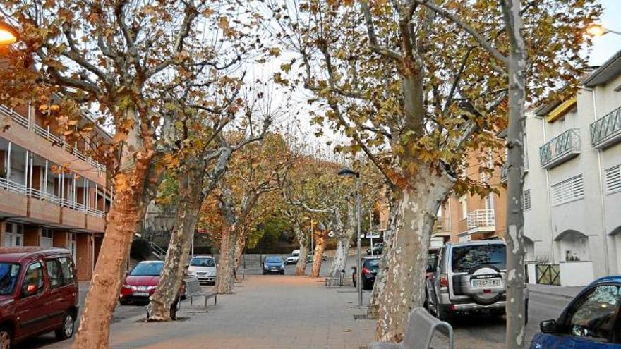 Plataners del passeig dels Abeuradors, a la Valldan, ahir