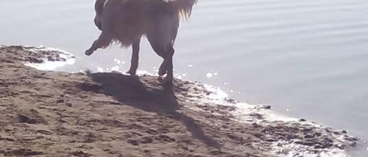 Vecinos de Oliva denuncian la presencia  de perros en la playa pese a su prohibición