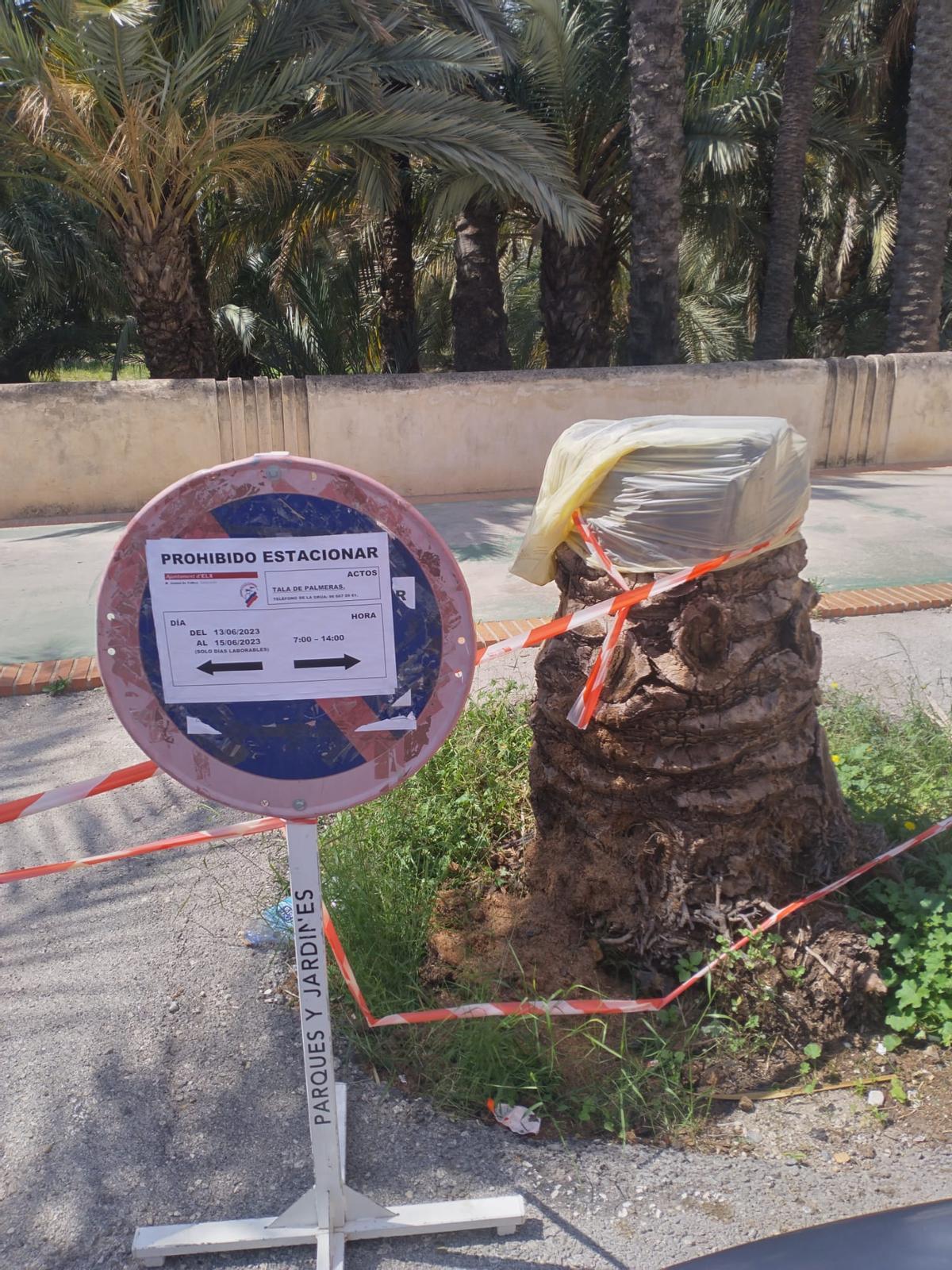 Una señal avisa de la tala de palmeras en el Hort del Monjo de Elche