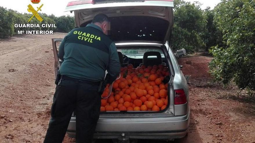 Un guardia Civil observa las naranjas robadas en la finca.