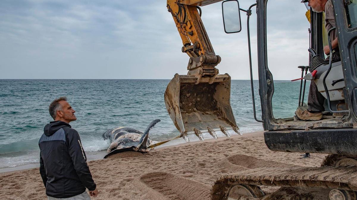 Una ballena, encontrada muerta en la playa de Pals (Baix Empordà, Girona), este sábado.