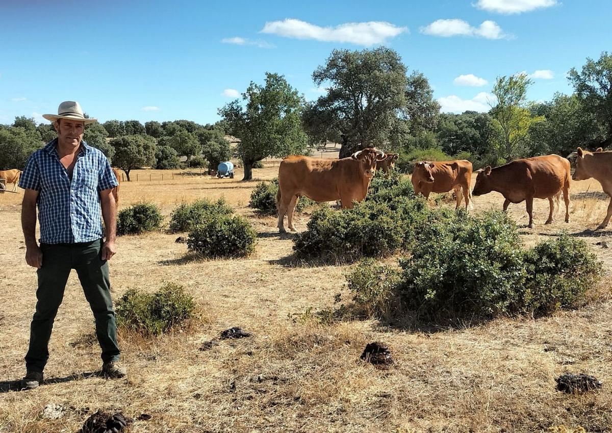 Felipe Berrocal, alcalde y ganadero de Alfaraz de Sayago, en una finca donde tiene vacas afectadas. | I. G.