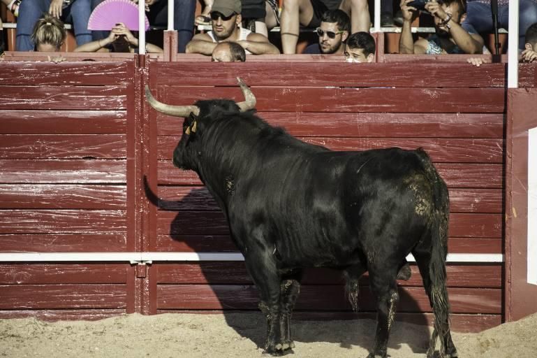 Concurso de cortes en la Plaza de Toros de Benaven