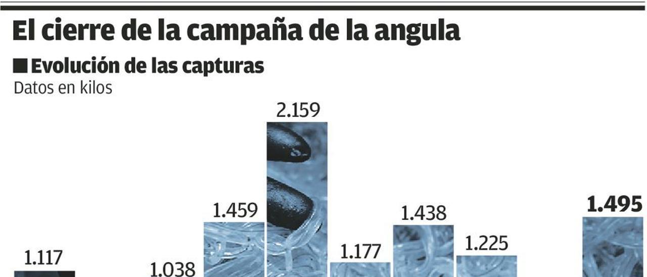 Cierre de campaña al alza para la angula: 31% más de capturas y unos 400 euros por kilo