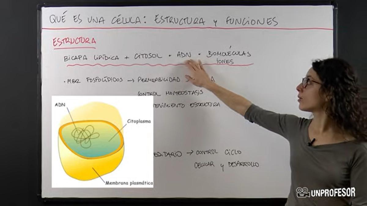 Uno de los vídeos educativos de la web unProfesor.