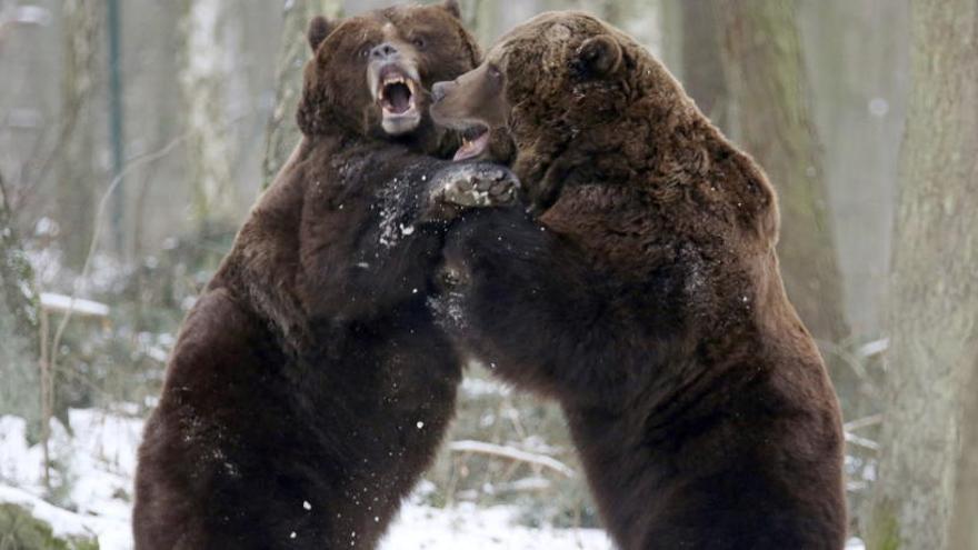 Los osos llevan dos millones de años comiendo lo mismo