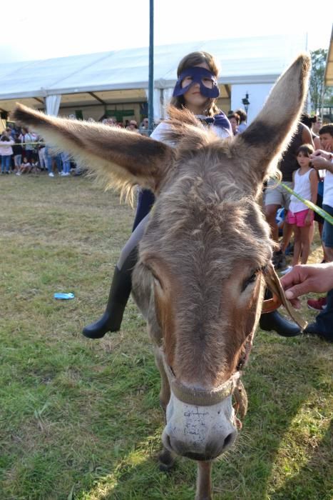 Carrera de burros en Pañeda