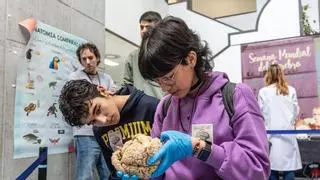 ¿Cuántas curvas tiene el cerebro?