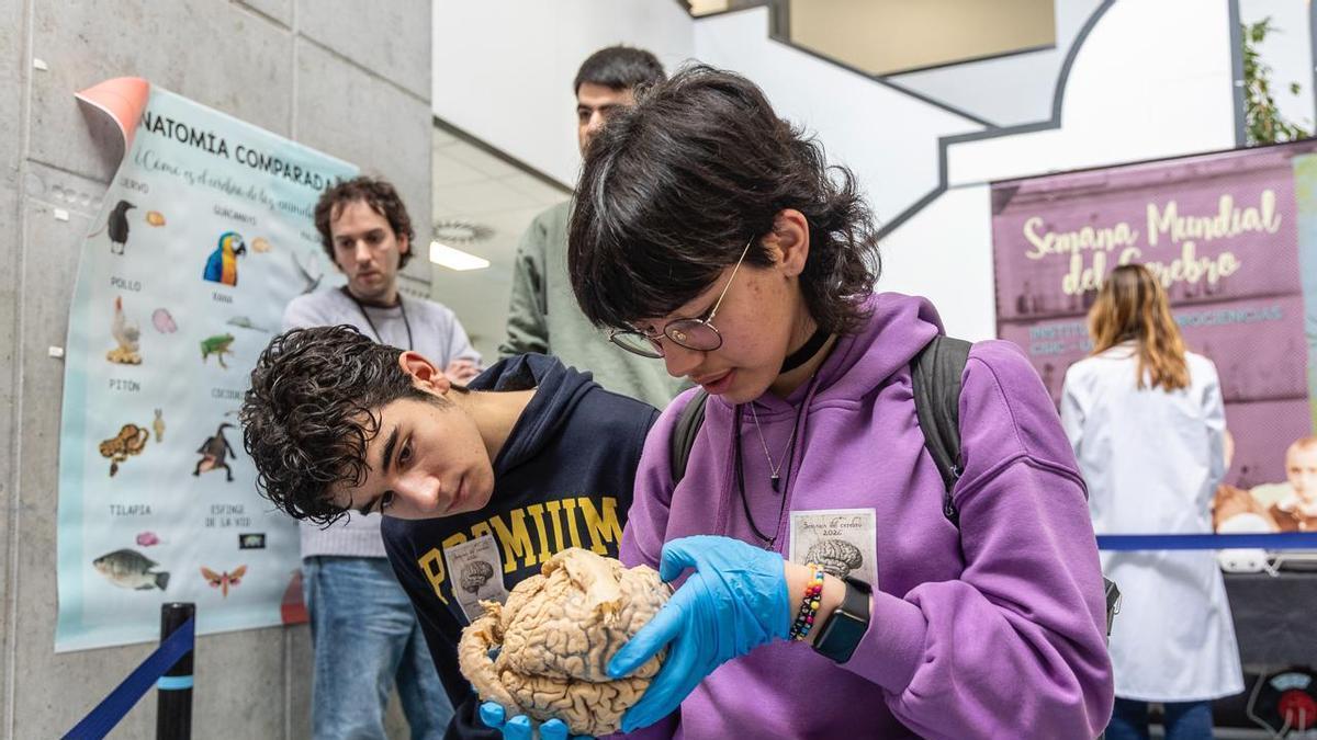 ¿Cuántas curvas tiene el cerebro?