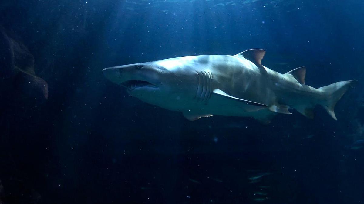El tiburón toro del Bioparc Acuario de Gijón impresiona a los visitantes