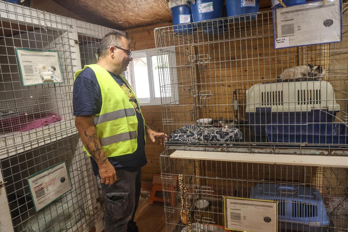 En riesgo el futuro de 400 gatos de Alicante debido a la delicada situación de su protectora