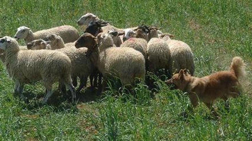 Los mejores perros pastores llegarán a Ares del Maestrat en junio