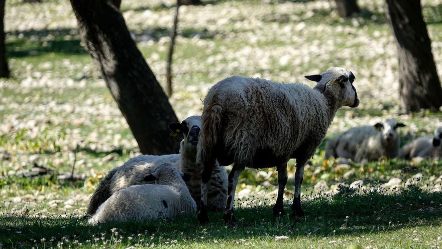 El sector turístico tendrá que ofrecer al menos un 3% de productos locales