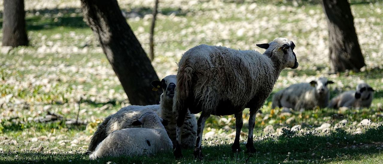 Ovejas en la finca de es Coll Gomà, en es Capdellà, propiedad del ‘calvianer’ Xesc Sans, ayer. | JUAN LUIS IGLESIAS