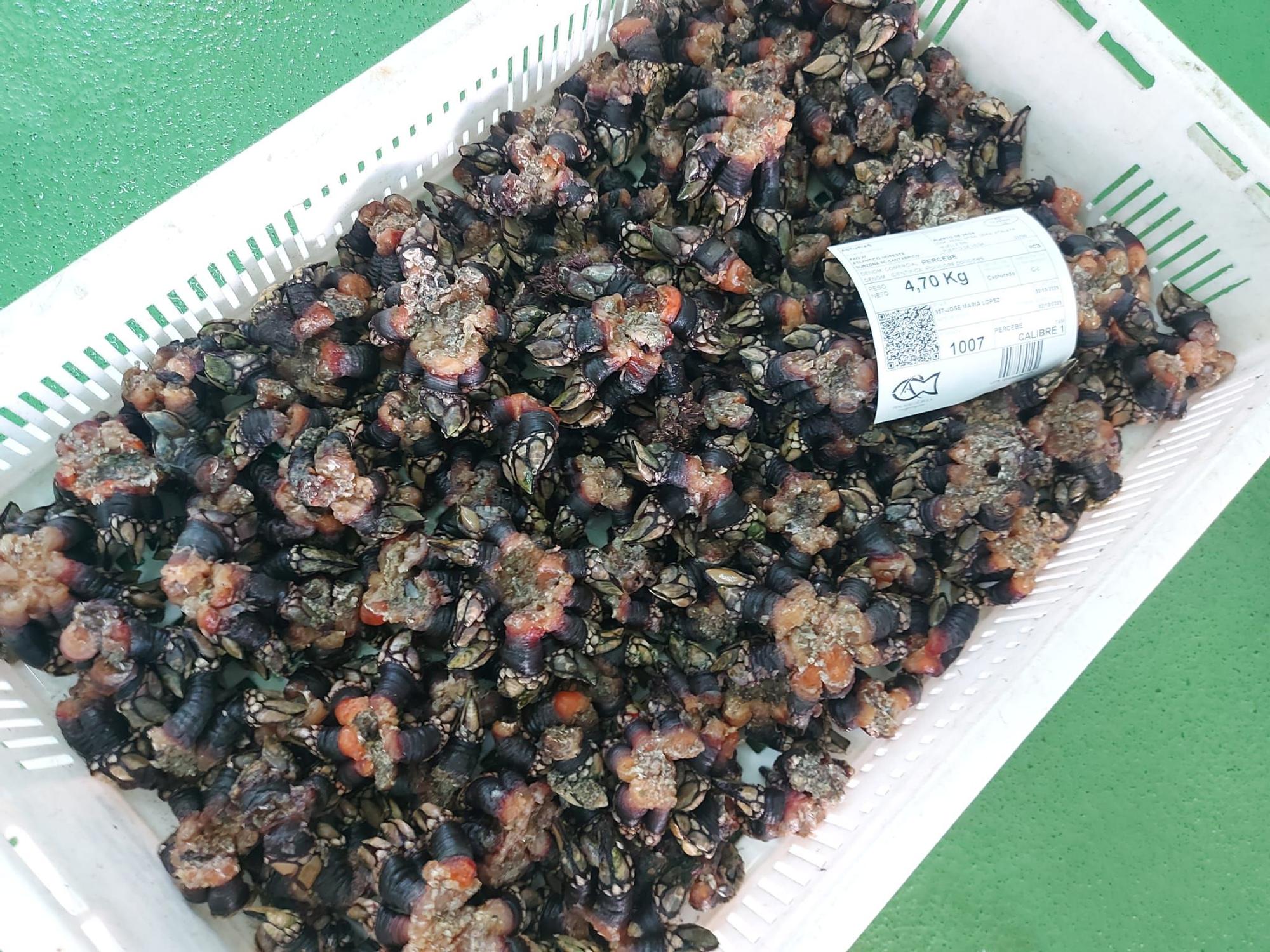 En imágenes: La primera subasta de percebe de la temporada en la rula de Puerto de Vega