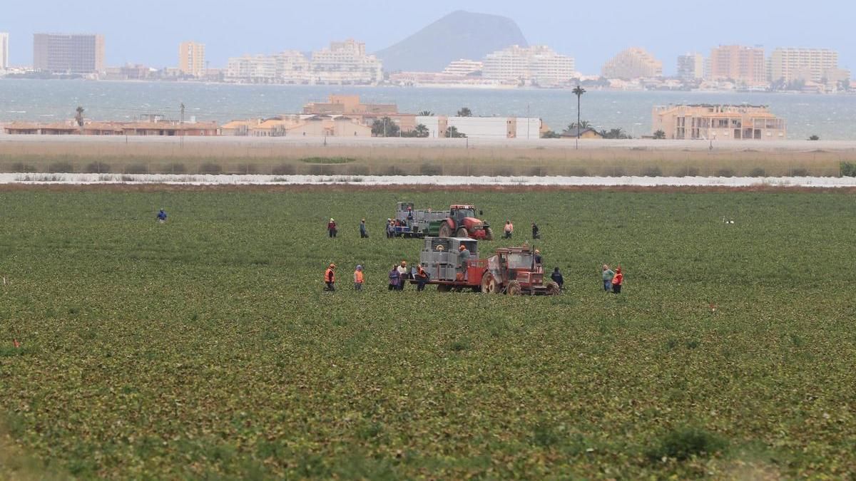 Jornaleros en una plantación junto al Mar Menor.