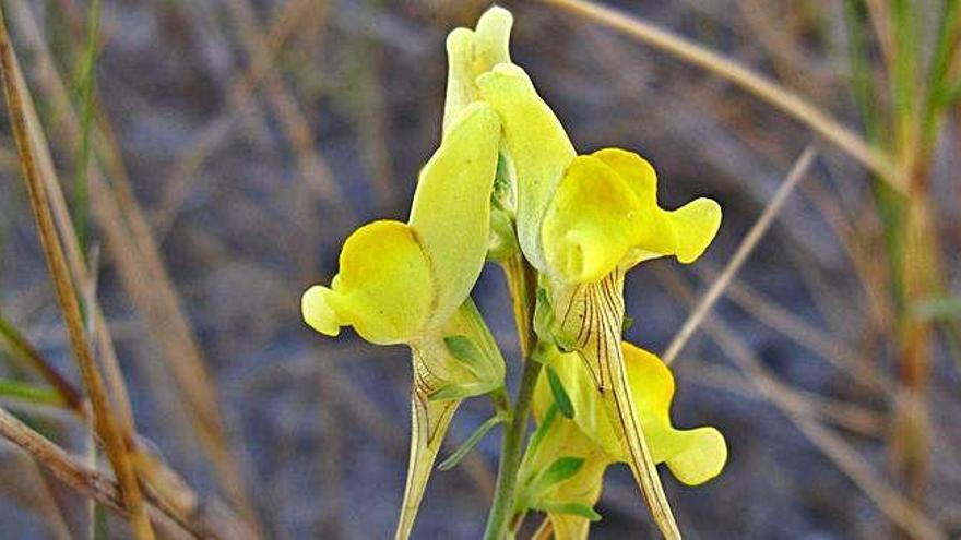 Una planta costera y &#039;coruñesa&#039;