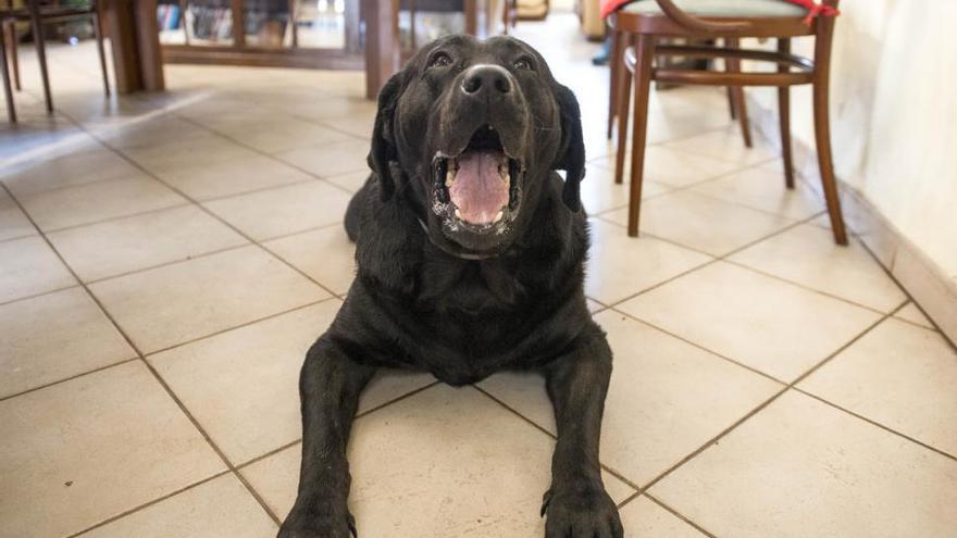 Bongo, el perro enfermo de Tossa, podrá volver a bañarse en el mar