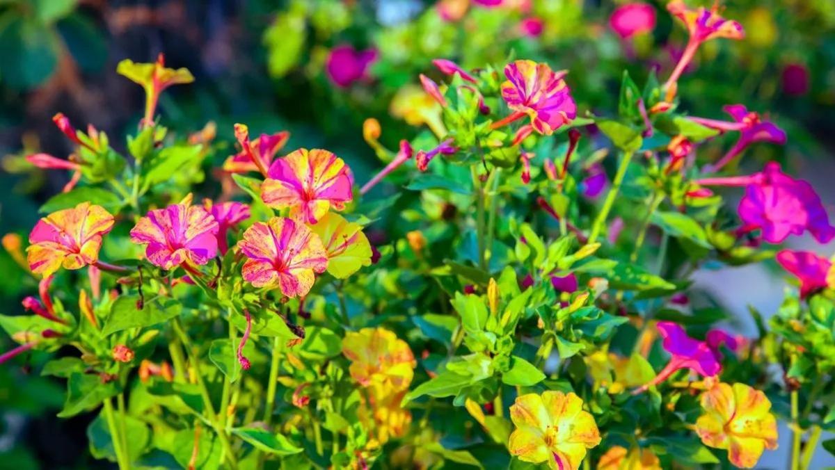 Flors de colors
