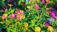 Sembrar una vegada i gaudir-ne sempre: flors que creixen, tornen soles cada any i ho omplen tot de color