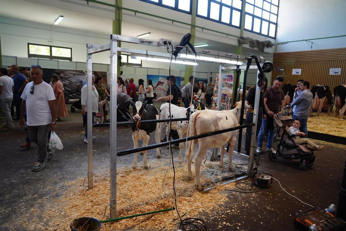 Pabellón del vacuno de leche, uno de los que más público atrae.