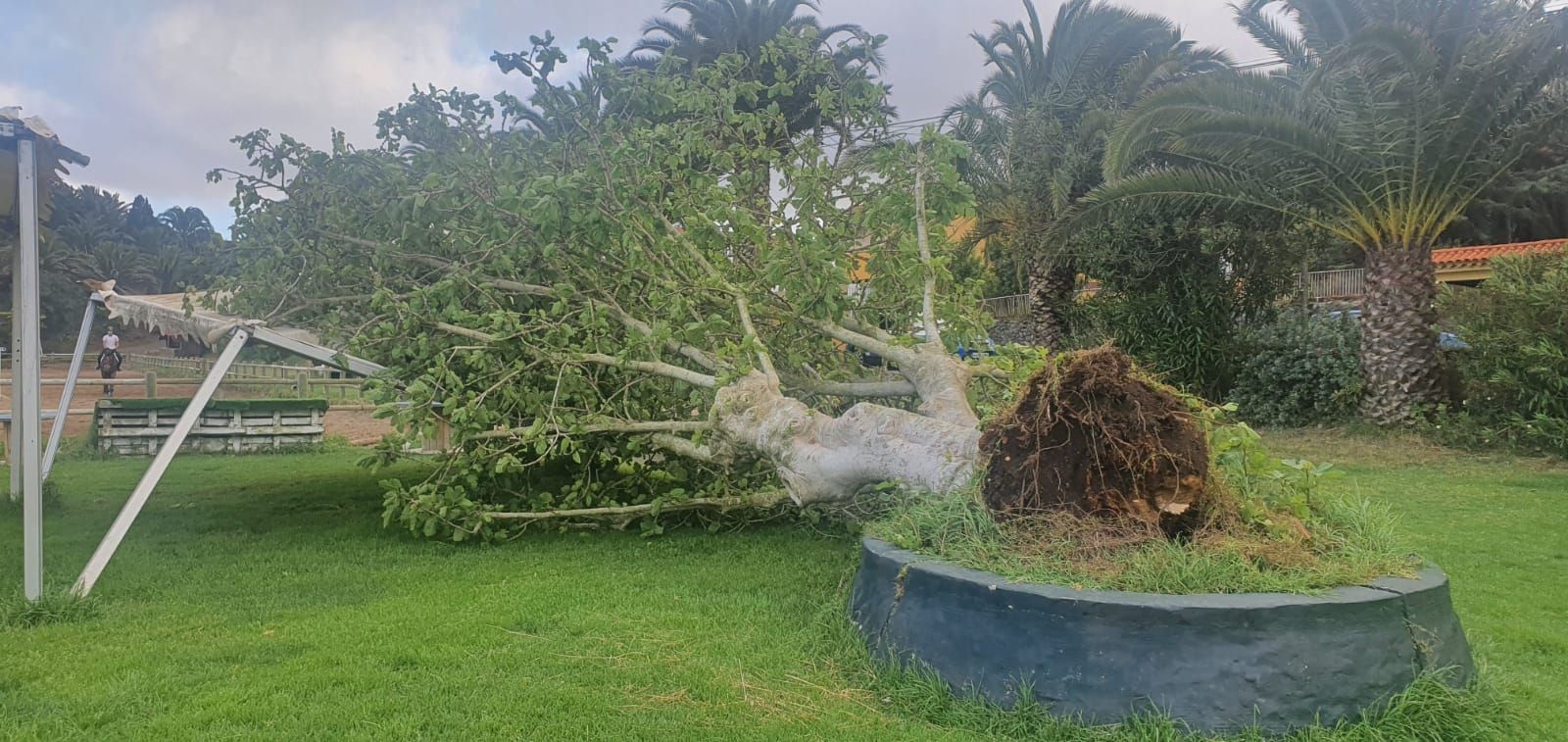 El viento arranca una higuera en el Real Club de Hípica de Bandama y parte una palmera en Ingenio (14/05/2021)