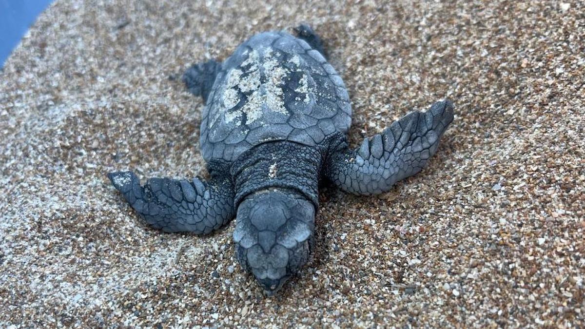 Una de las tortuguitas de las 128 que han roto el cascarón este fin de semana en Dénia