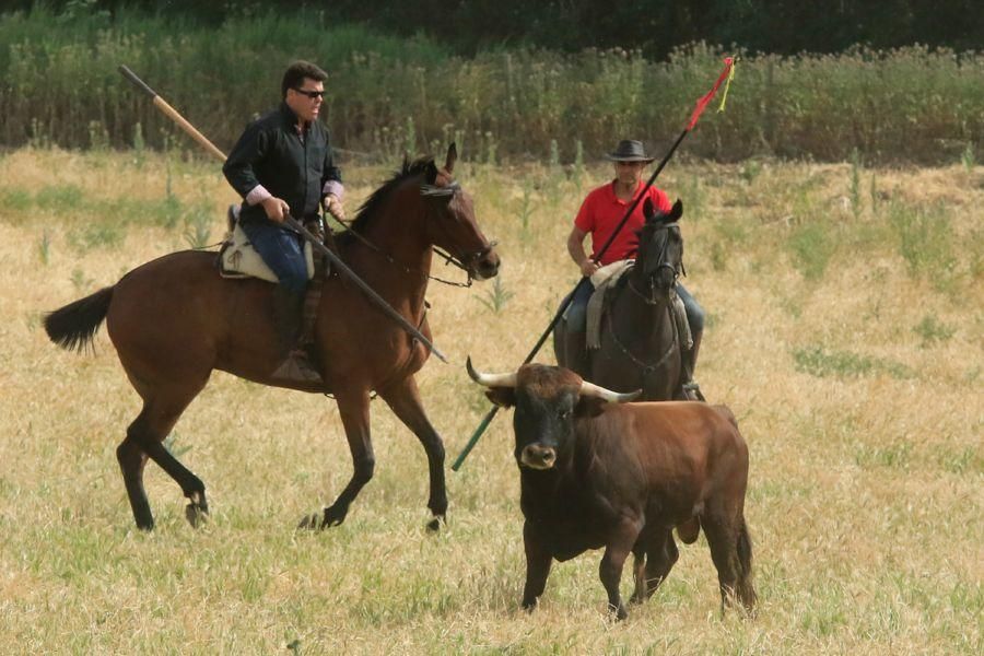 Toros bravos en Vadillo de la Guareña