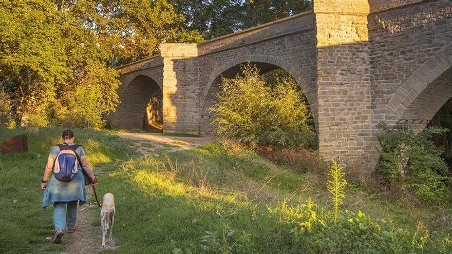 L’entorn del riu Cardener ha recuperat el bosc de ribera