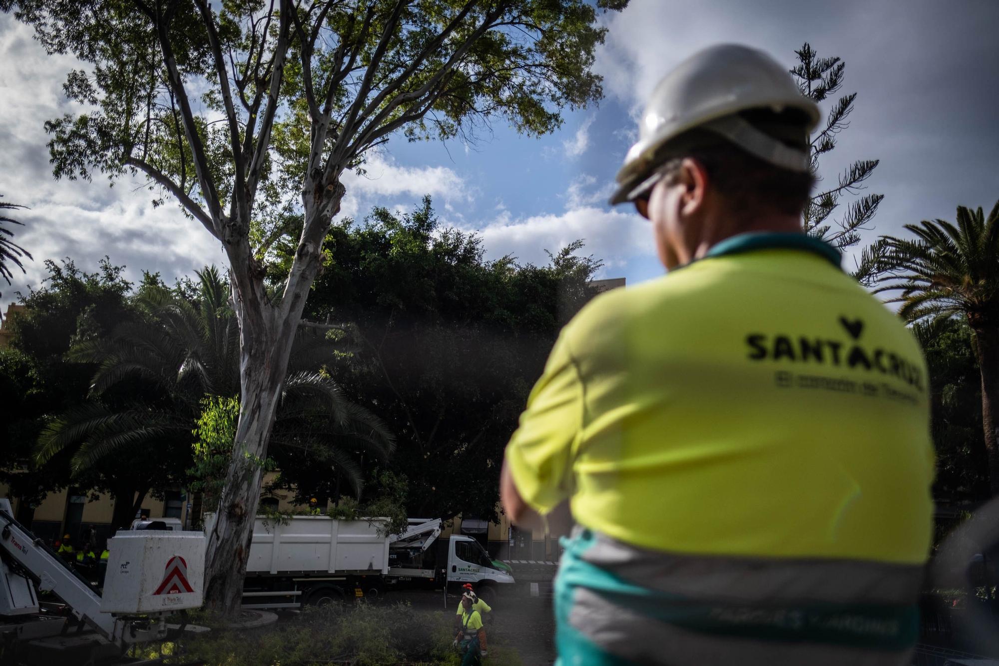 El Ayuntamiento de Santa Cruz tala un árbol en el Parque García Sanabria después de que una de sus ramas cayera sobre un turista.
