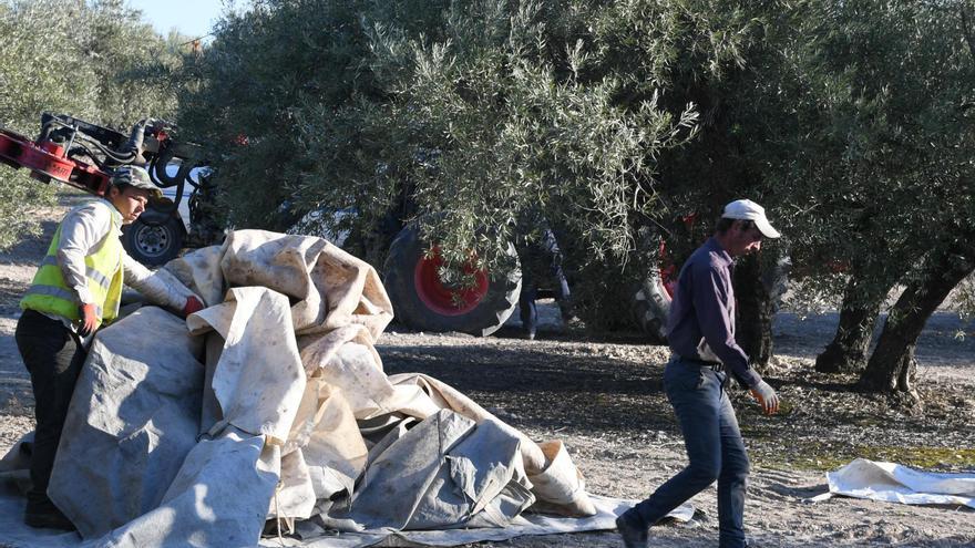 Asaja prevé una cosecha de aceituna igual que corta que la anterior