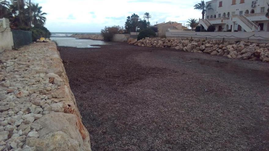 El temporal forma un gran tapón de Posidonia en la desembocadura del río Girona