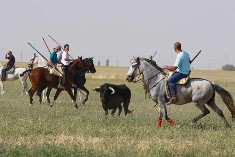 Fiestas en Zamora: Encierro en Villalpando