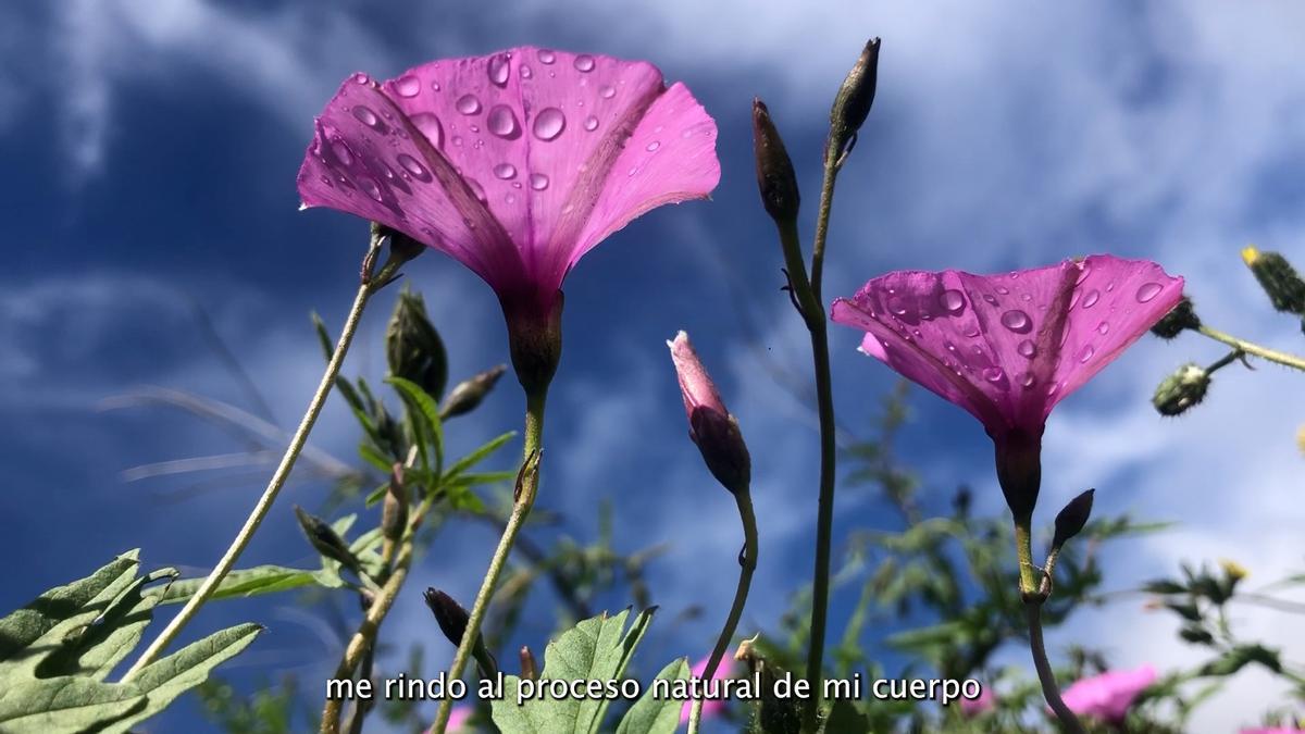 Fotograma de 'Como un árbol que florece'.