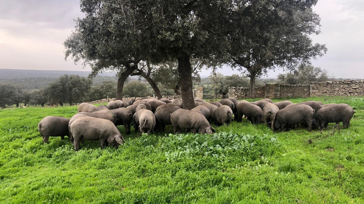 Cerdos comen en la dehesa, en Villanueva de Córdoba