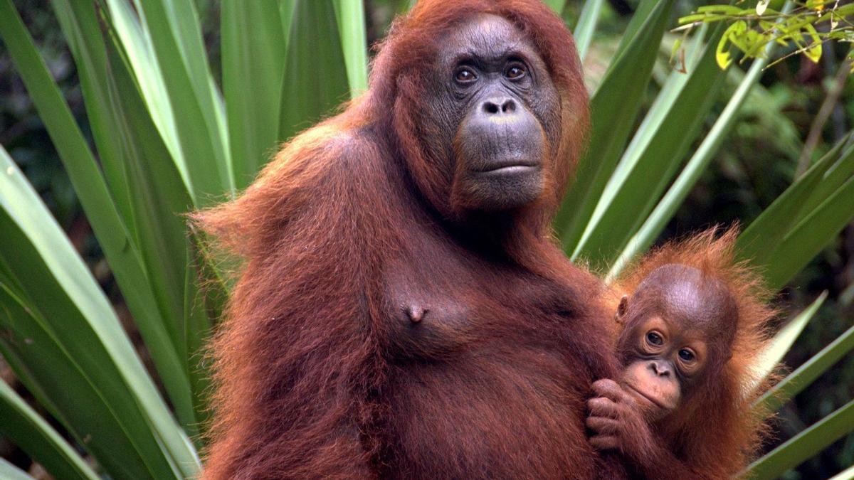 Orangutanes de Borneo