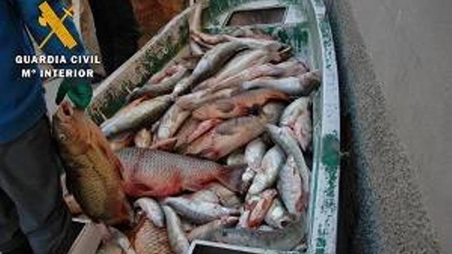 Seis detenidos por capturar ilegalmente unos 2.300 kg de pescado en Mequinenza