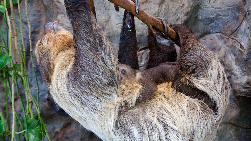 Loro Parque celebra un importante logro en la conservación de especies: nace una nueva cría de perezoso