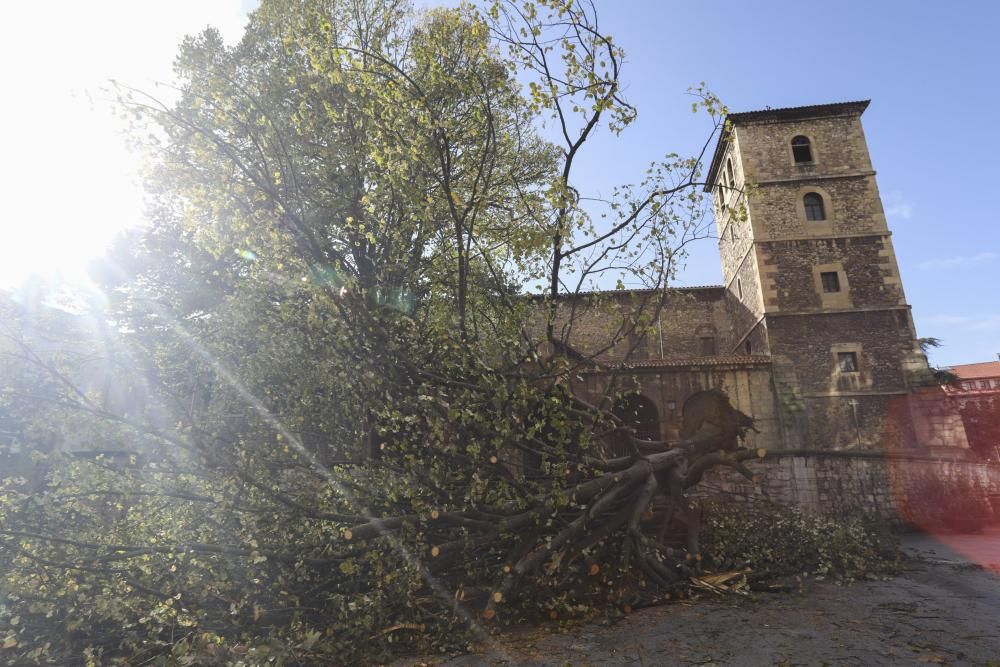 Daños del temporal en Avilés.