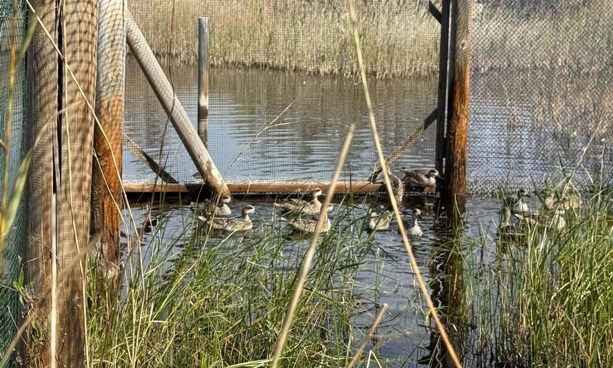 Ejemplares de cerceta pardilla en proceso de recuperación en Valencia